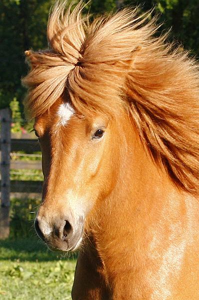 Ragna von Heidmoor (3).jpg